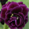 Primula Auricula Southbarrow - Abriachan Nurseries